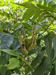 Platycarya strobilacea (Platycarya strobilacea)