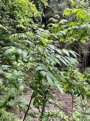 Platycarya strobilacea (Platycarya strobilacea)