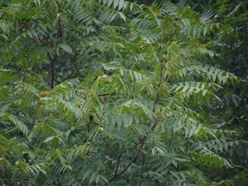 Platycarya strobilacea (Platycarya strobilacea)
