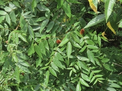 Platycarya strobilacea (Platycarya strobilacea)