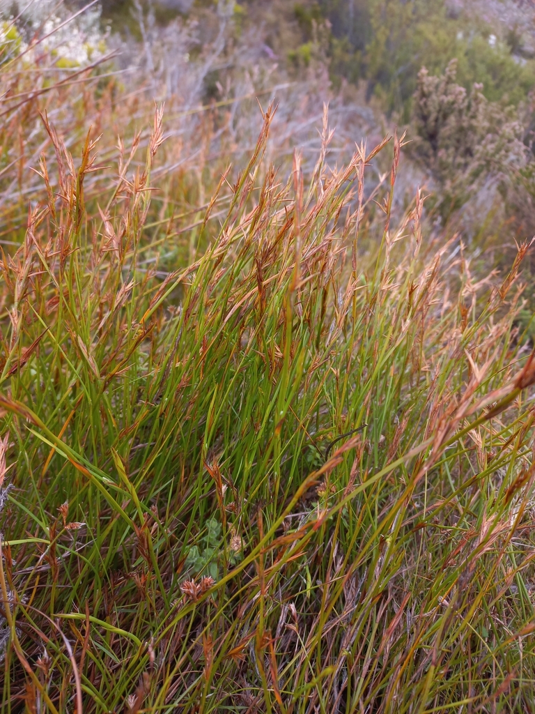 Platycaulos acutus (Platycaulos acutus)