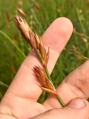 Platycaulos cascadensis (Platycaulos cascadensis)