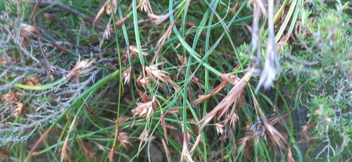 Platycaulos cascadensis (Platycaulos cascadensis)