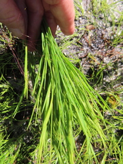 Platycaulos cascadensis (Platycaulos cascadensis)