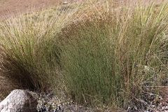 Platycaulos mlanjiensis (Platycaulos mlanjiensis)