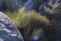 Platycaulos mlanjiensis (Platycaulos mlanjiensis)