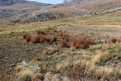 Platycaulos mlanjiensis (Platycaulos mlanjiensis)