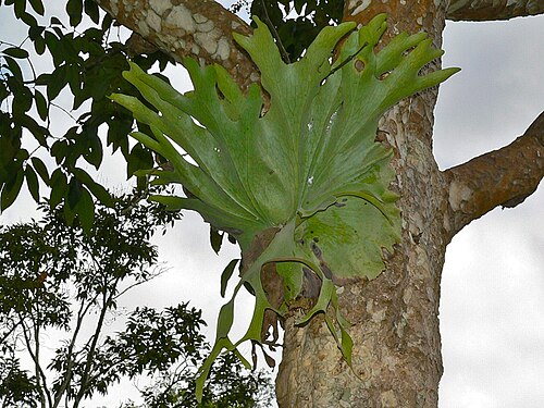 Platycerium holttumii: Khao Yai NP, THAILAND