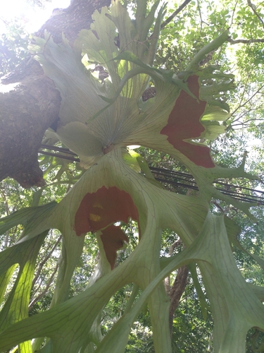 Platycerium holttumii (Platycerium holttumii)