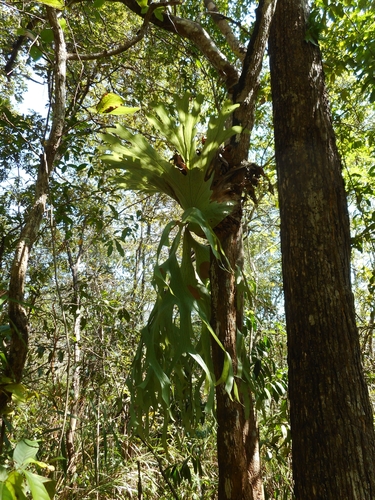 Platycerium holttumii (Platycerium holttumii)