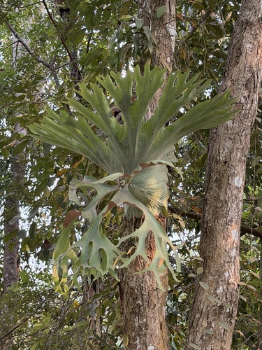 Platycerium holttumii (Platycerium holttumii)