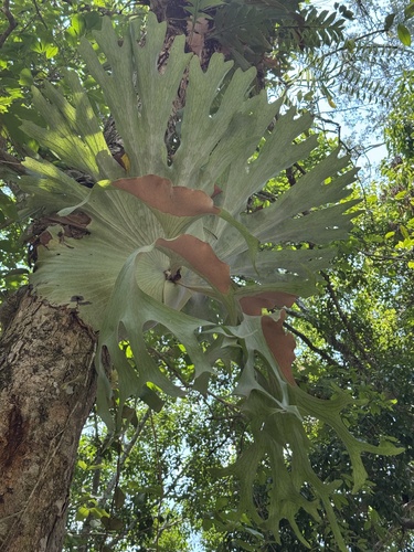 Platycerium holttumii (Platycerium holttumii)