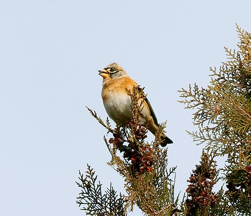 Oriental arbor-vitae: Fringilla montifringilla | 燕雀 | Brambling