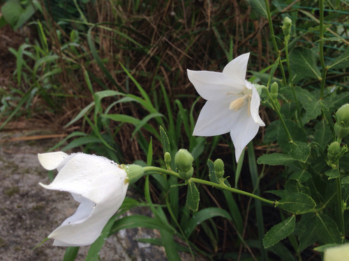 Balloon-flower (Platycodon grandiflorus)