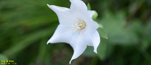 Balloon-flower