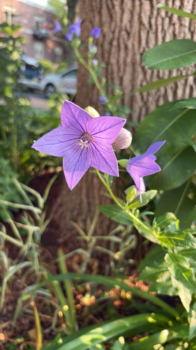Balloon-flower (Platycodon grandiflorus)