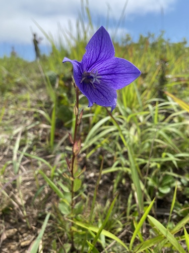 Balloon-flower (Platycodon grandiflorus)