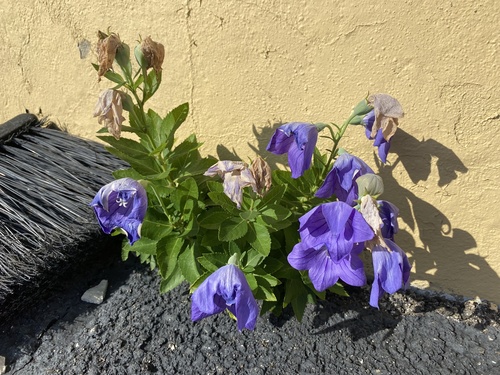 Balloon-flower (Platycodon grandiflorus)