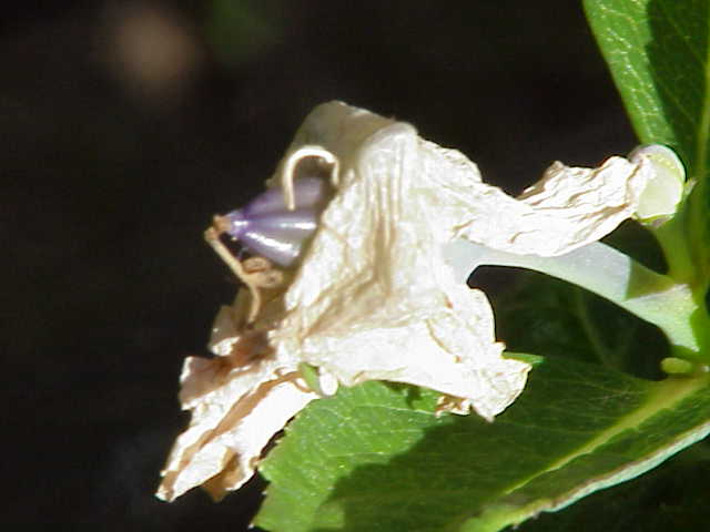 Balloon-flower: Species : Platycodon grandiflorus Family : Campanulaceae Image No. 1