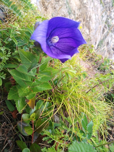 Balloon-flower (Platycodon grandiflorus)