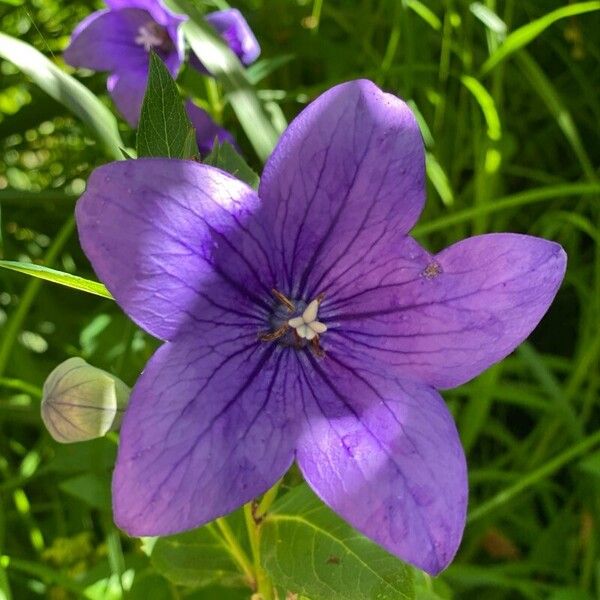 Balloon-flower (Platycodon grandiflorus)
