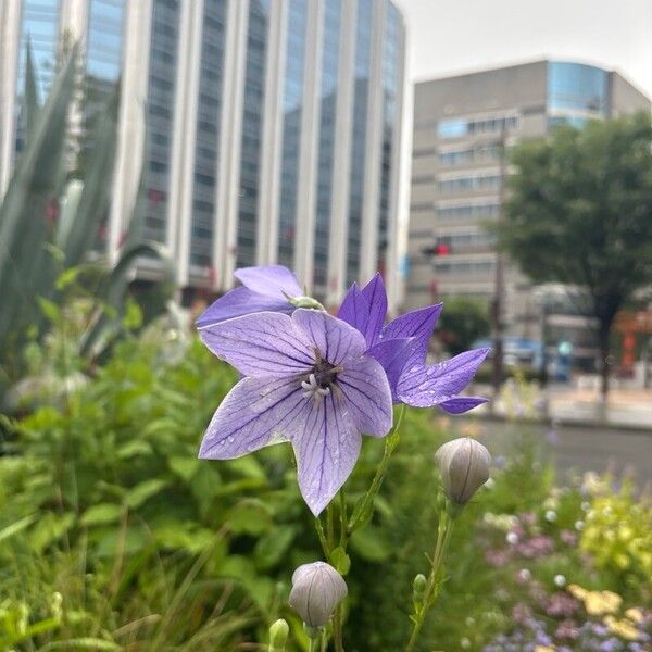 Balloon-flower (Platycodon grandiflorus)