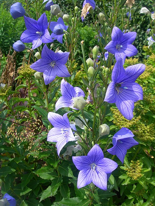 Balloon-flower: Platycodon grandiflorum, Family:Campanulaceae, Image no. 3