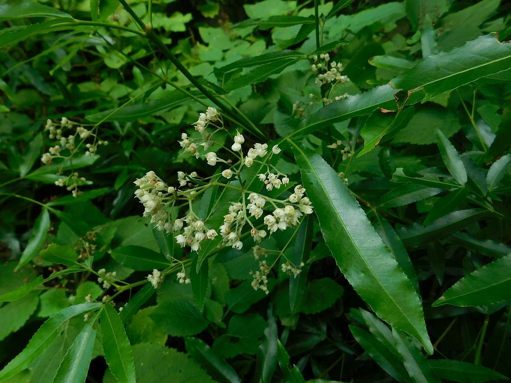Platylophus trifoliatus (Platylophus trifoliatus)