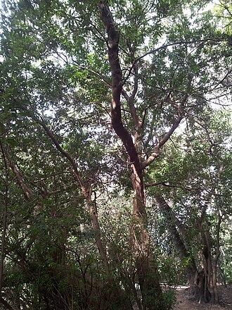 Platylophus trifoliatus: Platylophus trifoliatus