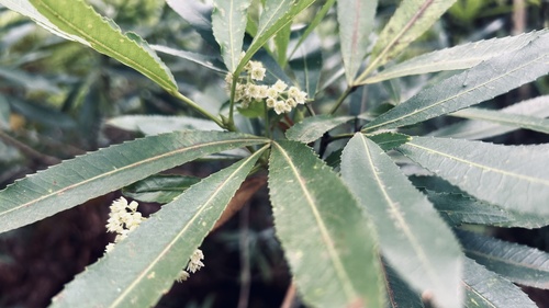 Platylophus trifoliatus (Platylophus trifoliatus)