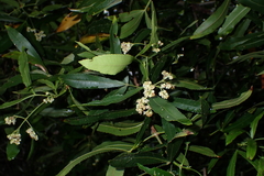 Platylophus trifoliatus (Platylophus trifoliatus)