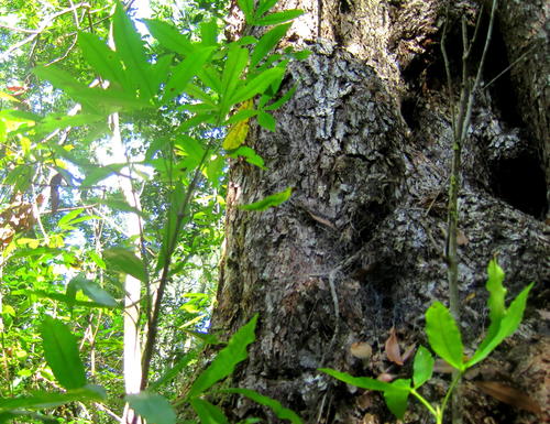 Platylophus trifoliatus (Platylophus trifoliatus)