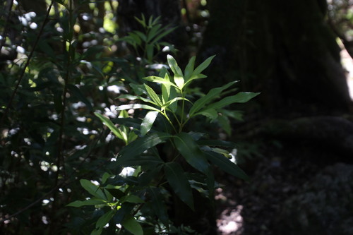 Platylophus trifoliatus (Platylophus trifoliatus)