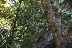 Platylophus trifoliatus (Platylophus trifoliatus)