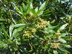 Platylophus trifoliatus (Platylophus trifoliatus)