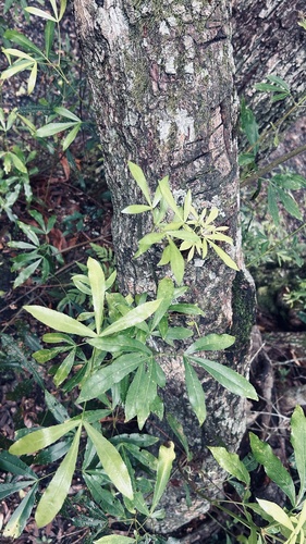 Platylophus trifoliatus (Platylophus trifoliatus)