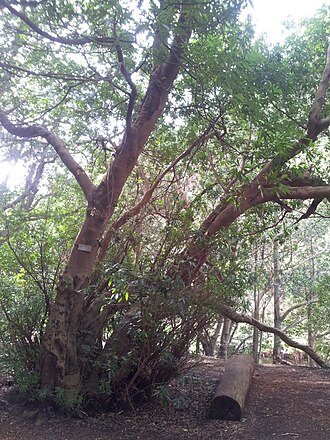 Platylophus trifoliatus: Platylophus trifoliatus
