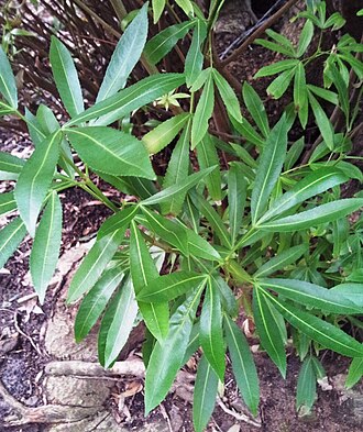 Platylophus trifoliatus: Platylophus trifoliatus
