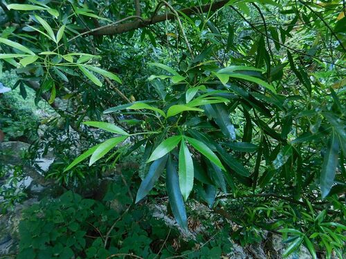 Platylophus trifoliatus (Platylophus trifoliatus)