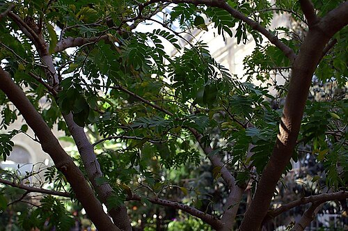 Maracaibo lignumvitae: Location taken: United States Botanic Garden. Names: Bulnesia arborea (Jacq.) Engl., Maracaibo Lignum-Vitae, Maracaibo Lignumvitae, Maracaibo-Lignum-Vitae, Vera