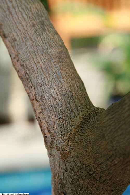 Maracaibo lignumvitae: Location taken: United States Botanic Garden. Names: Bulnesia arborea (Jacq.) Engl., Maracaibo Lignum-Vitae, Maracaibo Lignumvitae, Maracaibo-Lignum-Vitae, Vera
