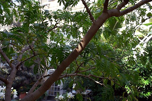 Maracaibo lignumvitae: Location taken: United States Botanic Garden. Names: Bulnesia arborea (Jacq.) Engl., Maracaibo Lignum-Vitae, Maracaibo Lignumvitae, Maracaibo-Lignum-Vitae, Vera