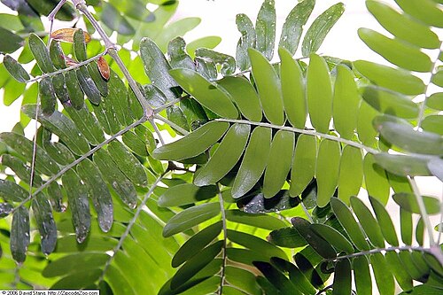 Maracaibo lignumvitae: Location taken: United States Botanic Garden. Names: Bulnesia arborea (Jacq.) Engl., Maracaibo Lignum-Vitae, Maracaibo Lignumvitae, Maracaibo-Lignum-Vitae, Vera