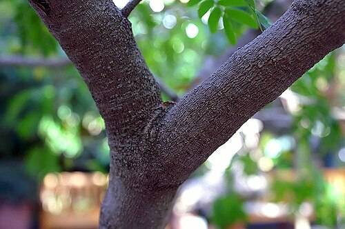 Maracaibo lignumvitae: Location taken: United States Botanic Garden. Names: Bulnesia arborea (Jacq.) Engl., Maracaibo Lignum-Vitae, Maracaibo Lignumvitae, Maracaibo-Lignum-Vitae, Vera