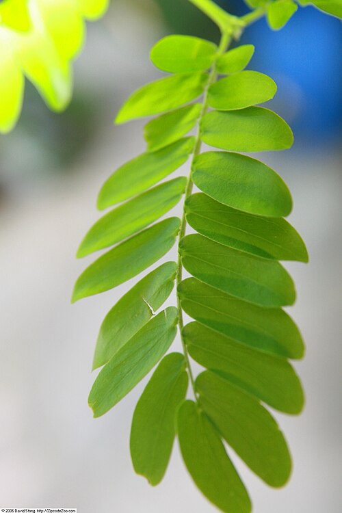 Maracaibo lignumvitae: Location taken: United States Botanic Garden. Names: Bulnesia arborea (Jacq.) Engl., Maracaibo Lignum-Vitae, Maracaibo Lignumvitae, Maracaibo-Lignum-Vitae, Vera