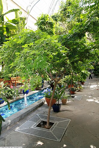 Maracaibo lignumvitae: Location taken: United States Botanic Garden. Names: Bulnesia arborea (Jacq.) Engl., Maracaibo Lignum-Vitae, Maracaibo Lignumvitae, Maracaibo-Lignum-Vitae, Vera