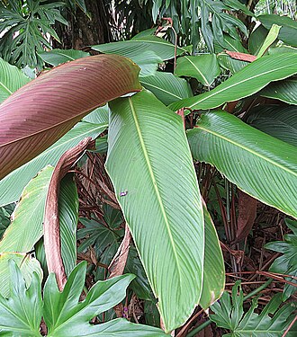Pleiostachya pruinosa: Wheat Calathea is found from Mexico to Ecuador, here planted at Summit Park in Panama. Fibers from this species are used by natives to weave baskets.