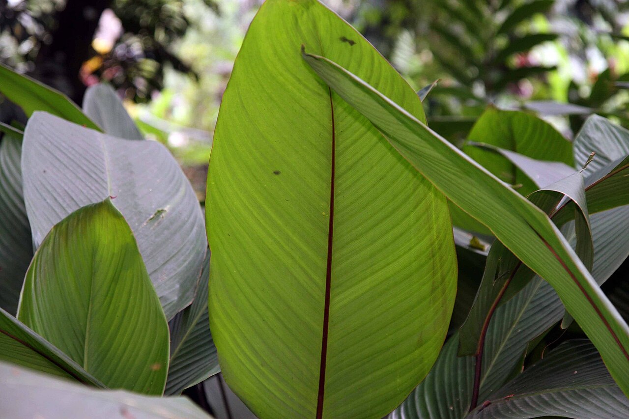 Pleiostachya pruinosa: Location taken: Else Kientzler Botanical Garden, Sarchi Norte, Costa Rica. Names: Pleiostachya pruinosa K.Schum. Classification: Plantae > Magnoliophyta > Lilio