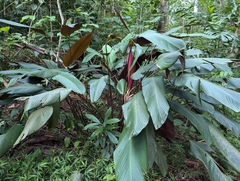 Pleiostachya pruinosa (Pleiostachya pruinosa)