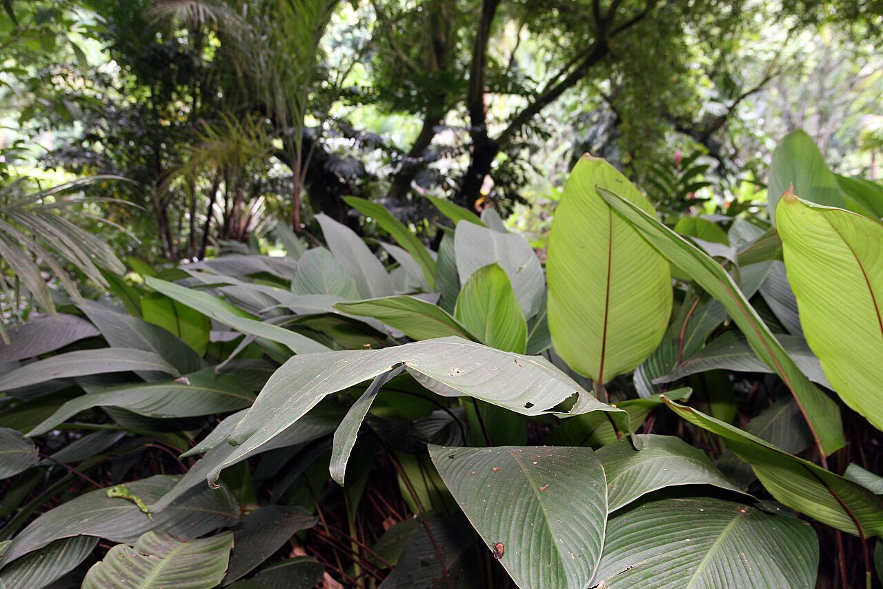 Pleiostachya pruinosa: Location taken: Else Kientzler Botanical Garden, Sarchi Norte, Costa Rica. Names: Pleiostachya pruinosa K.Schum. Classification: Plantae > Magnoliophyta > Lilio